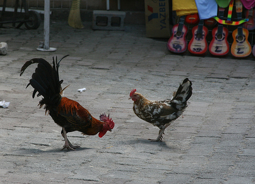 dating - rooster courting a hen